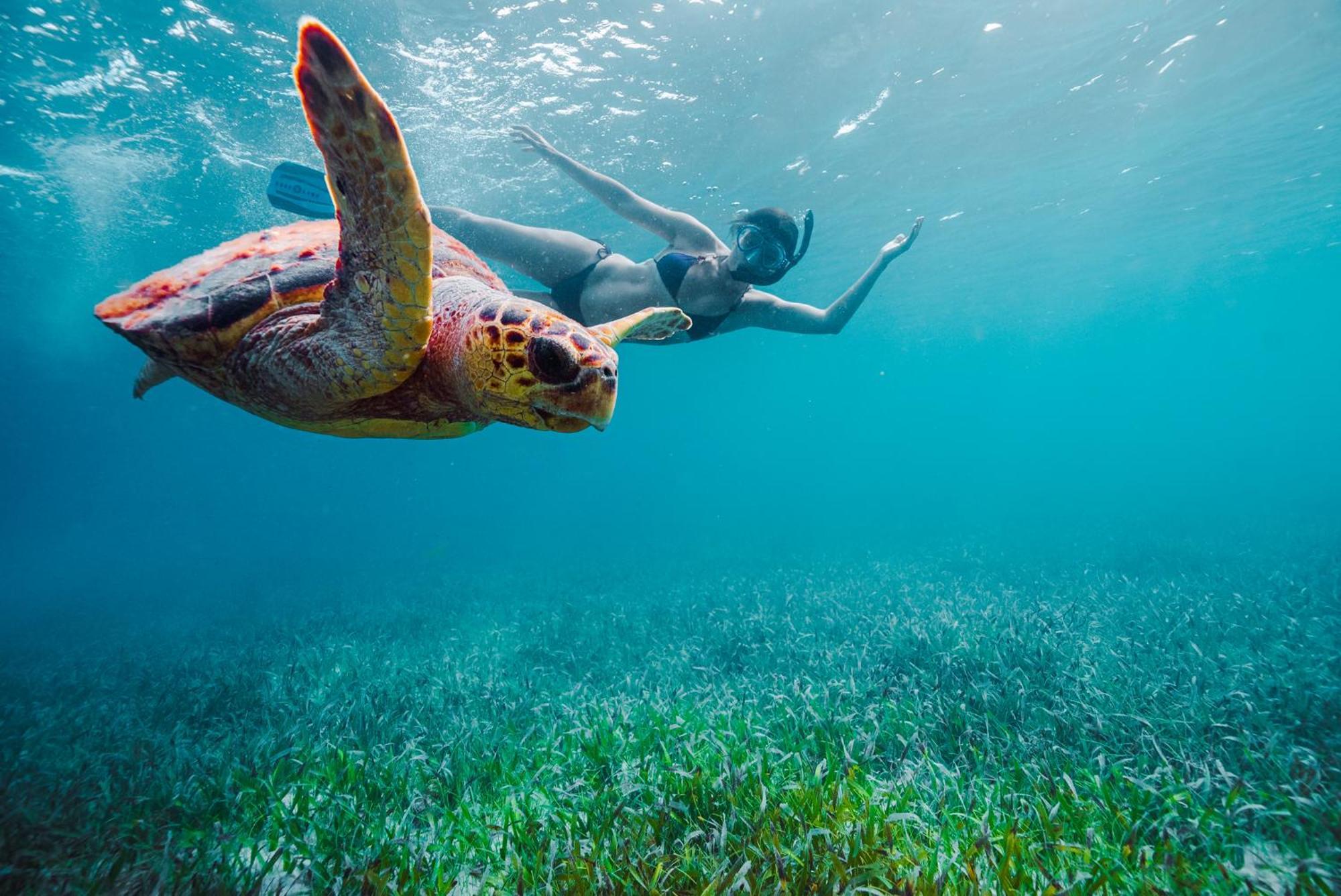 Turtle Inn By Francis Ford Coppola Placencia ภายนอก รูปภาพ