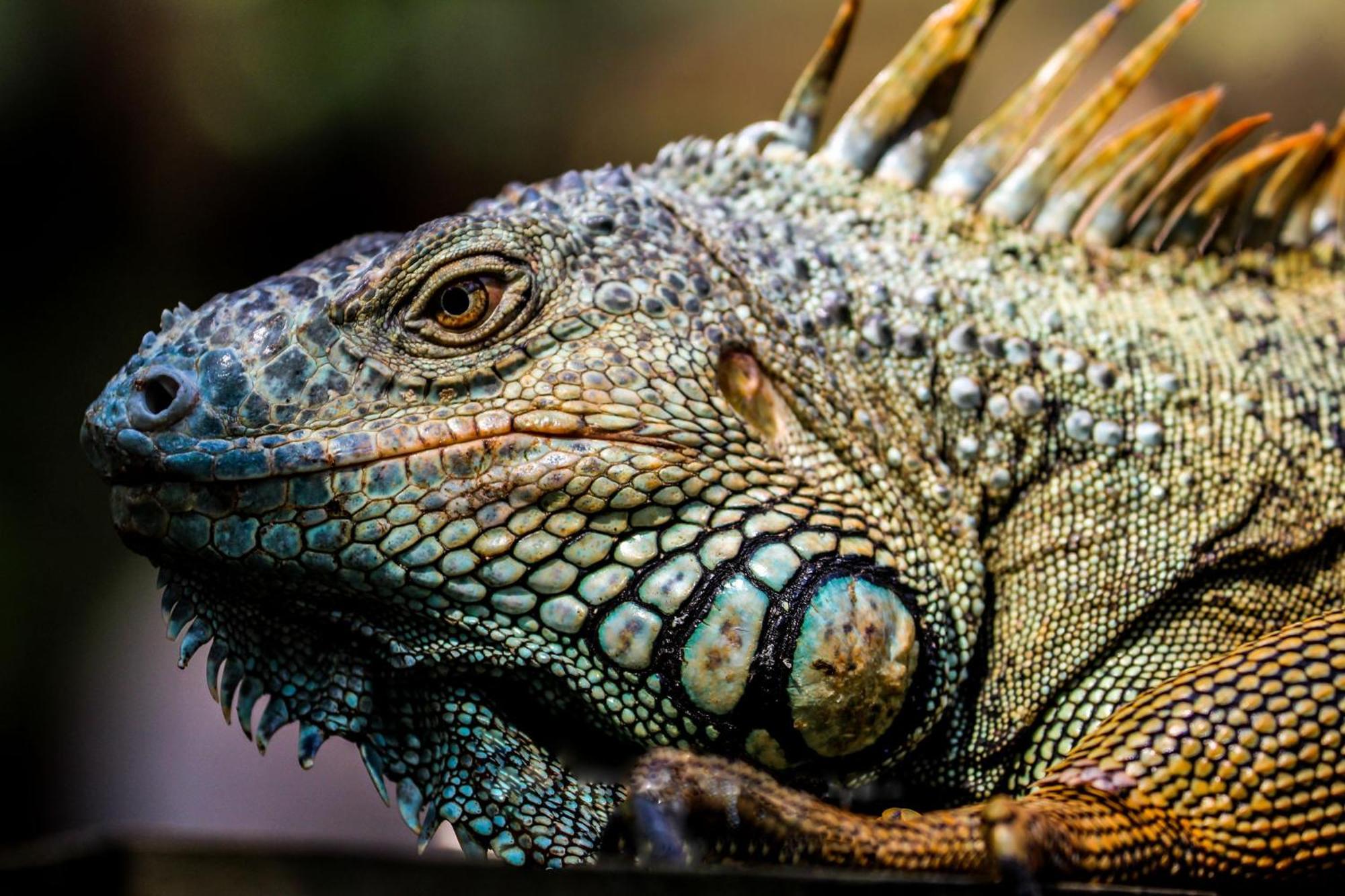 Turtle Inn By Francis Ford Coppola Placencia ภายนอก รูปภาพ