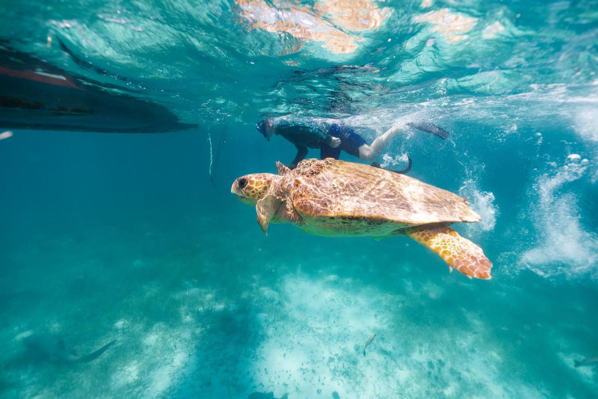 Turtle Inn By Francis Ford Coppola Placencia ภายนอก รูปภาพ